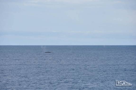 A primeira baleia aparece na superfície, para delírio dos passageiros e tripulação do Sea Spirit, na costa de Elephant Island, na Antártida